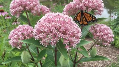 Swamp Milkweed