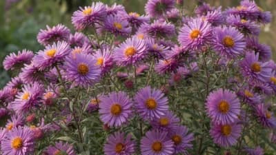 New England Aster