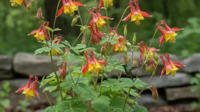 Wild Columbine