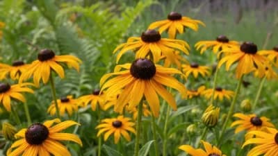 Black-Eyed Susan