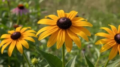 Black-Eyed Susan