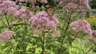 Joe Pye Weed