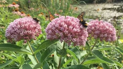 Swamp Milkweed