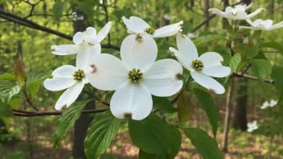 Flowering Dogwood