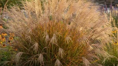 Switchgrass