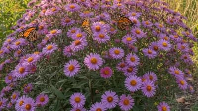 New England Aster