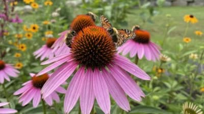 Purple Coneflower