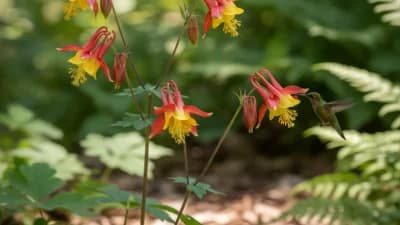Wild Columbine