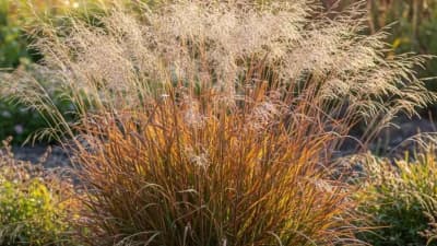 Little Bluestem