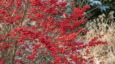 Winterberry Holly