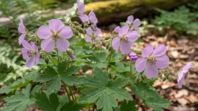 Wild Geranium