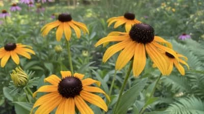 Black-Eyed Susan
