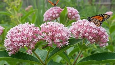 Swamp Milkweed