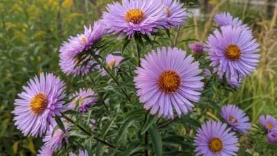 New England Aster