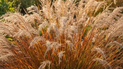 Little Bluestem