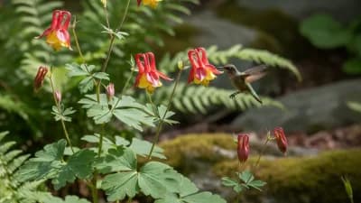 Wild Columbine