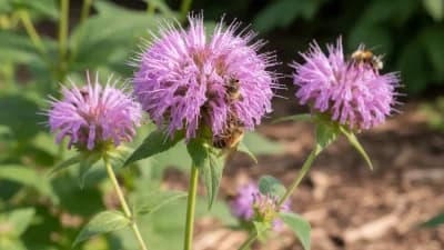Wild Bergamot