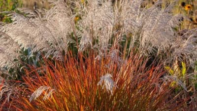 Little Bluestem