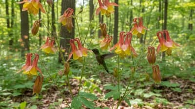 Wild Columbine