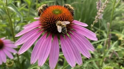 Purple Coneflower