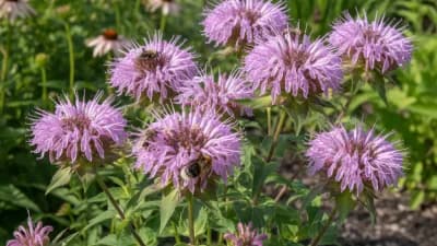 Wild Bergamot