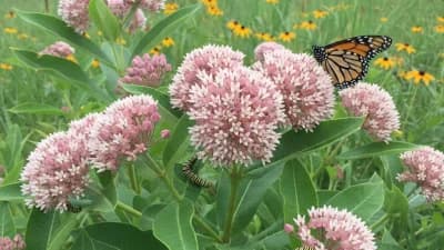 Native Milkweed