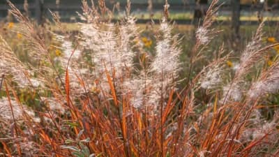 Little Bluestem