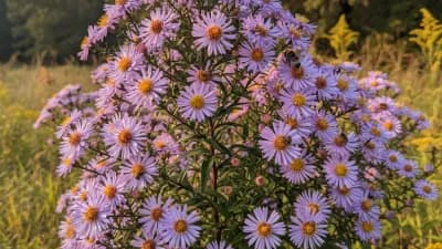 Native Aster
