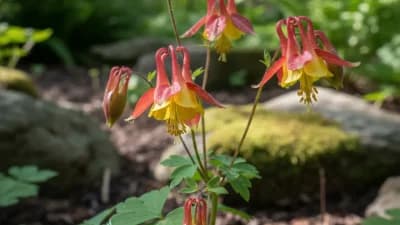 Wild Columbine