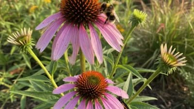 Purple Coneflower