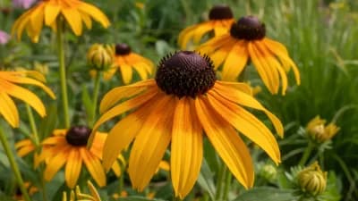 Black-Eyed Susan