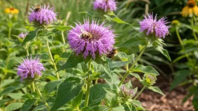 Wild Bergamot