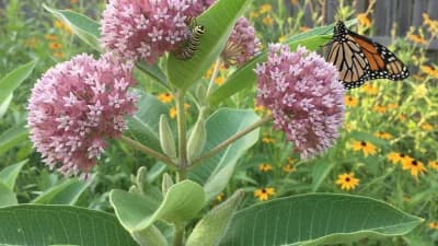 Native Milkweed