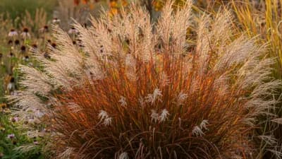 Little Bluestem