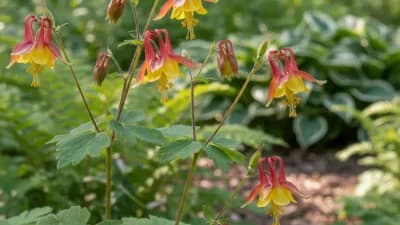 Wild Columbine