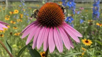 Purple Coneflower