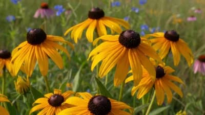Black-Eyed Susan