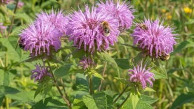 Wild Bergamot