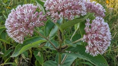 Native Milkweed