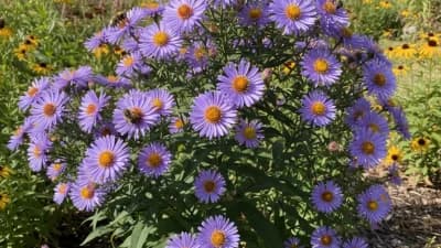 Native Aster