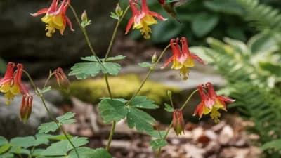 Wild Columbine