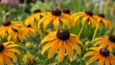 Black-Eyed Susan