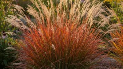 Little Bluestem