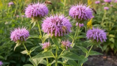 Wild Bergamot