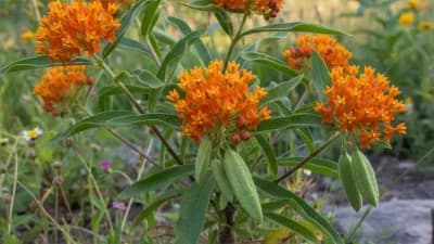 Butterfly Milkweed