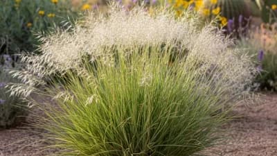 Indian Ricegrass