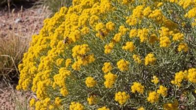 Rabbitbrush