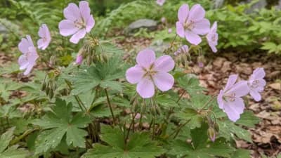 Wild Geranium