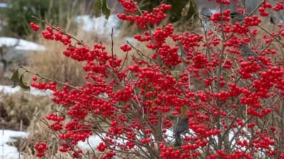 Common Winterberry