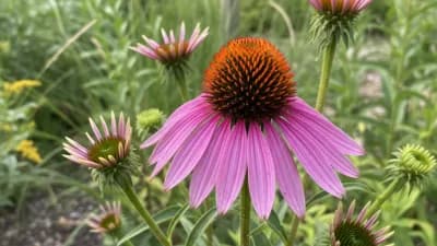 Purple Coneflower